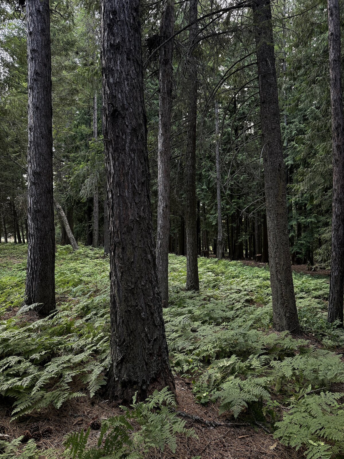 Ferns on the forest floor