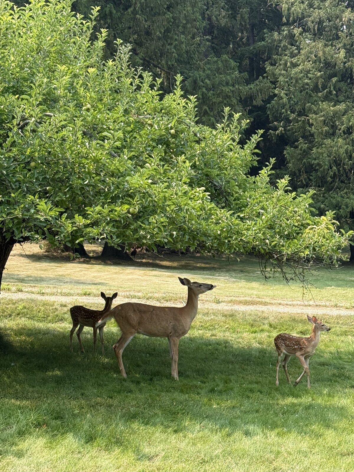 Doe and fawns under the apple tree