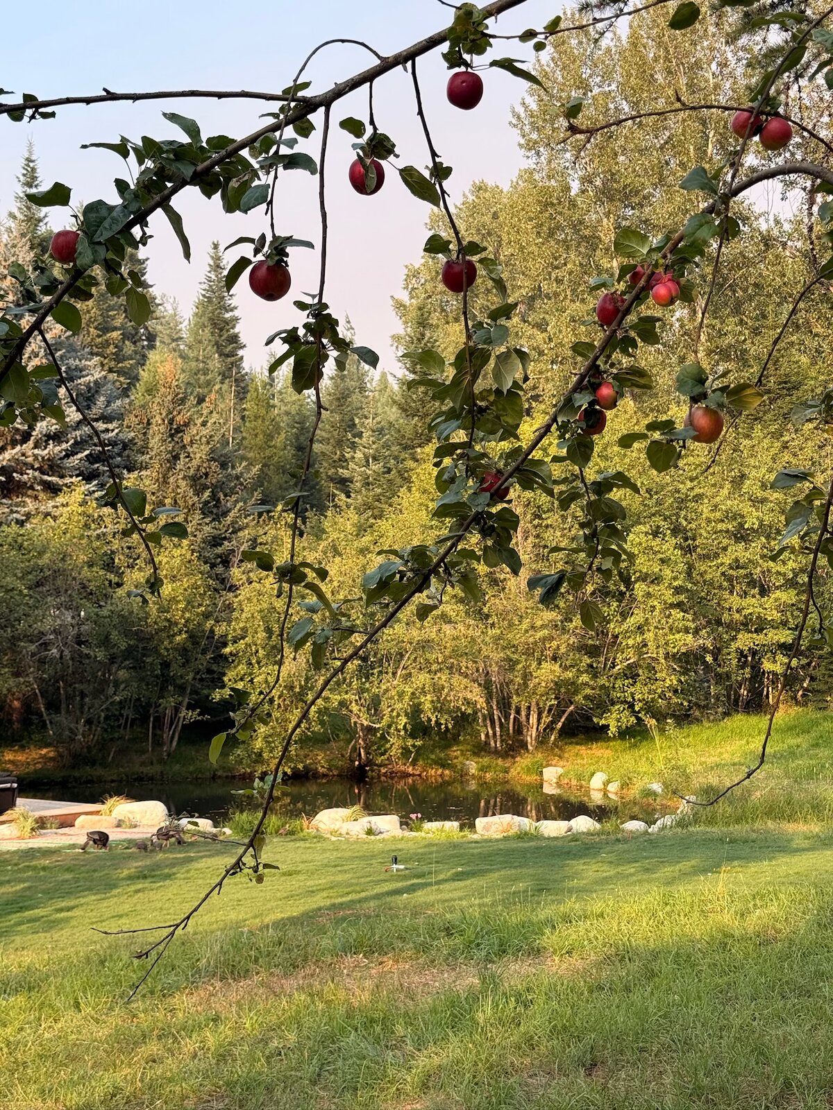 Apple branches over the pond