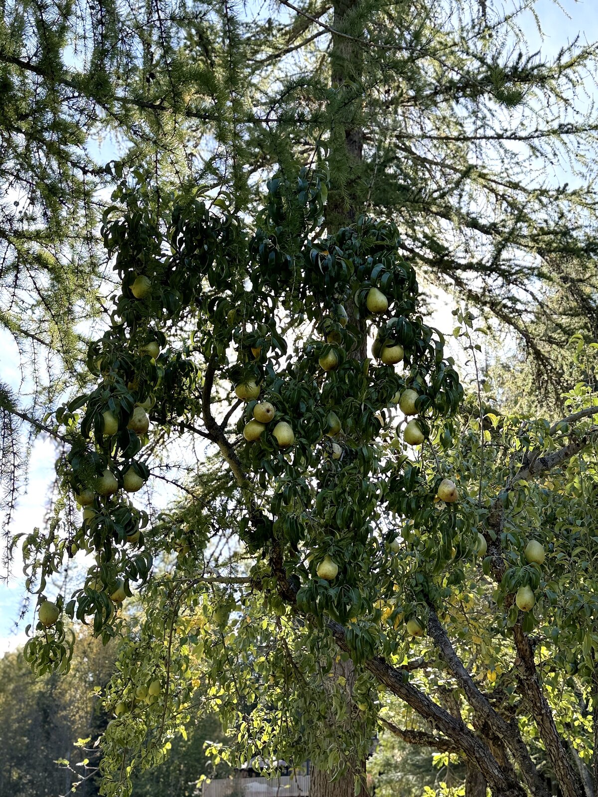 The pear tree