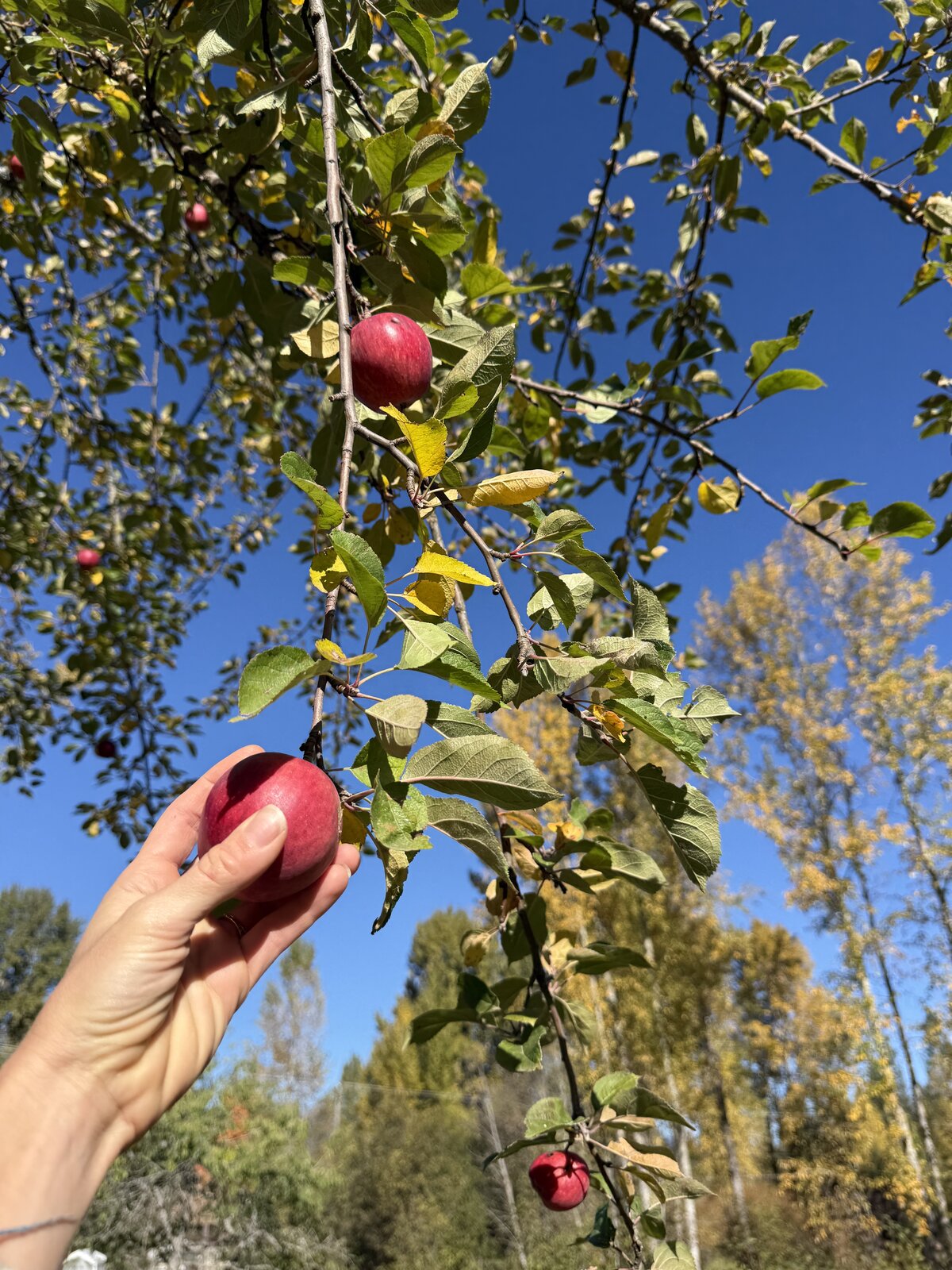 Apple picking on the property