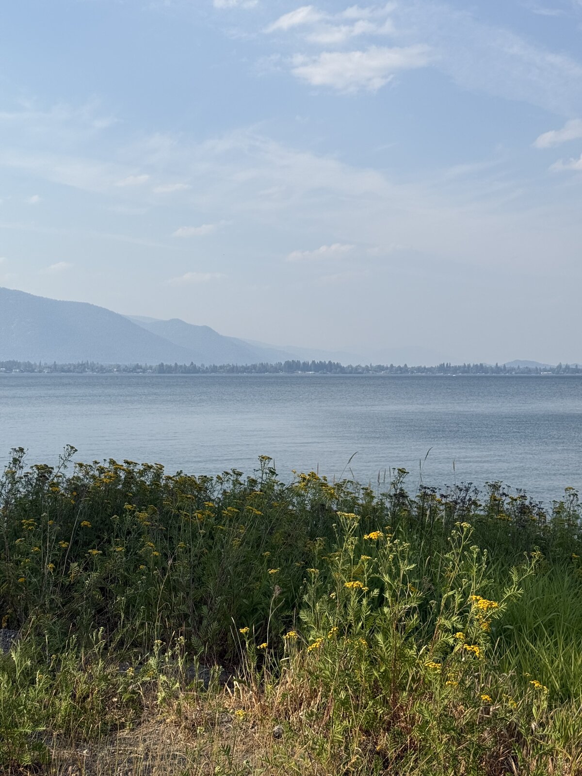 Wildflowers on the shore at Springy Point beach